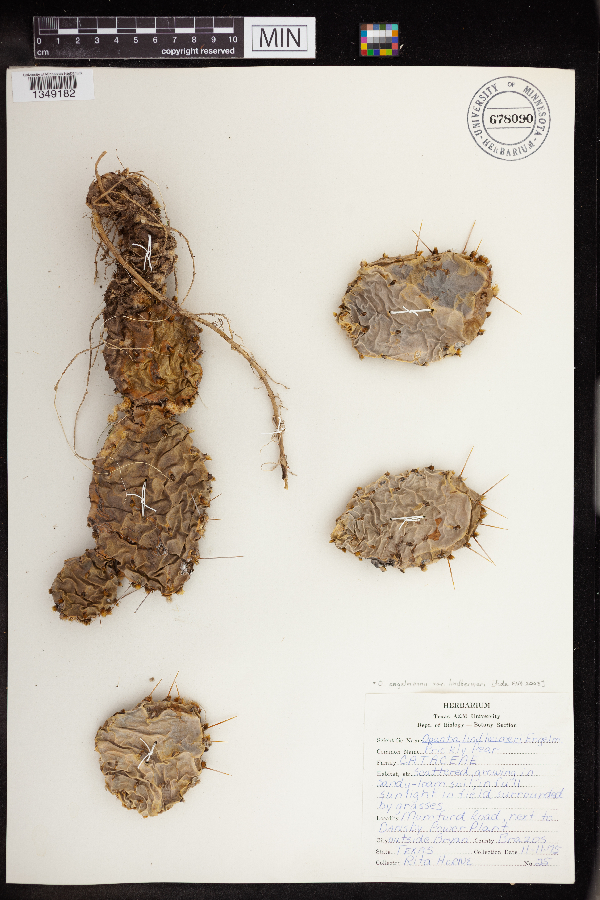 Opuntia engelmannii var. lindheimeri image