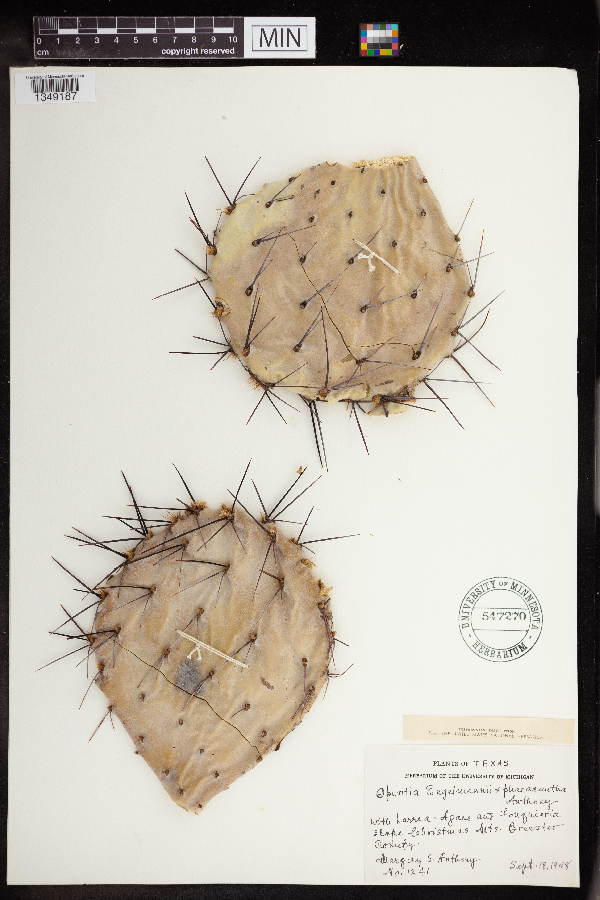 Opuntia x wootonii image