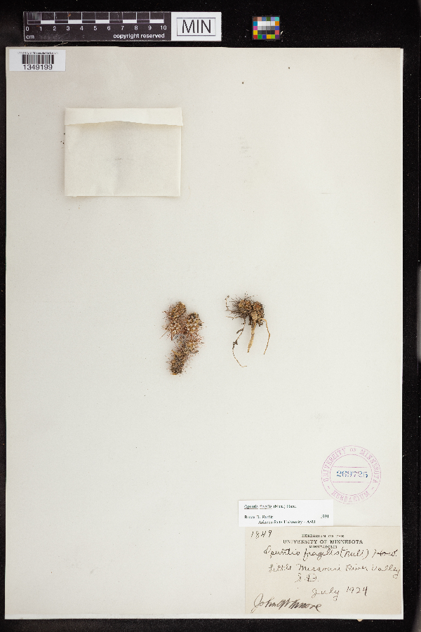 Opuntia fragilis image