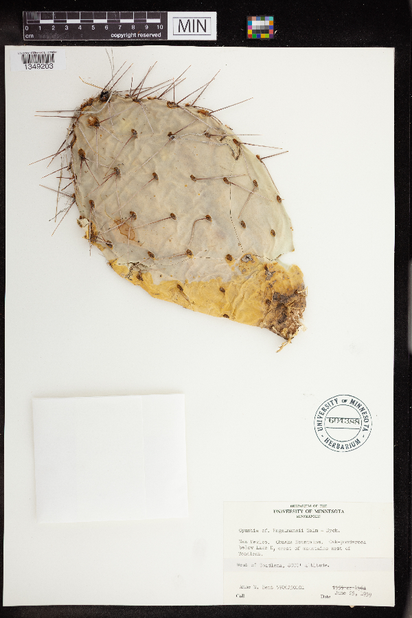 Opuntia engelmannii image