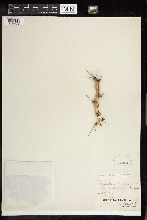 Opuntia littoralis image