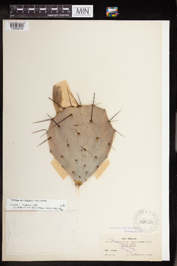 Opuntia macrocentra image