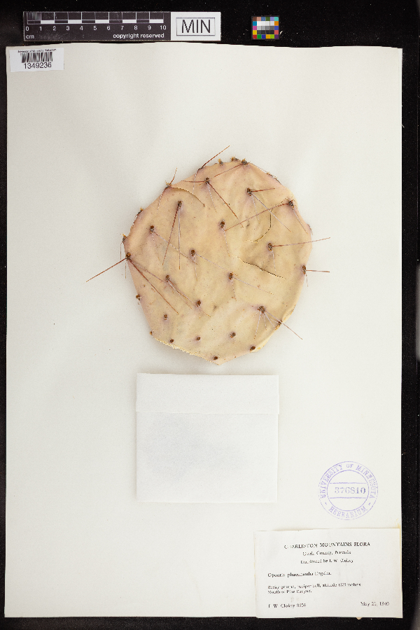 Opuntia phaeacantha image