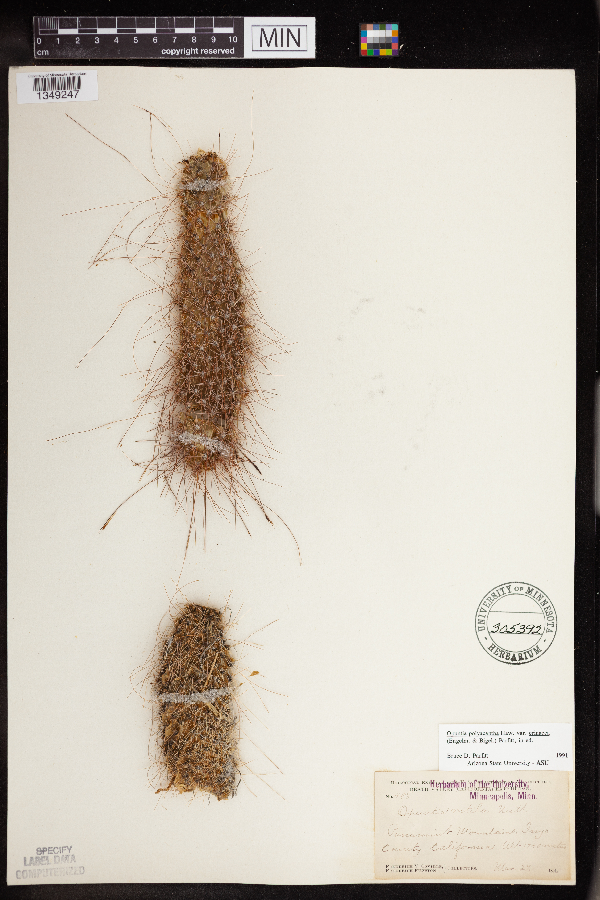 Opuntia polyacantha var. erinacea image