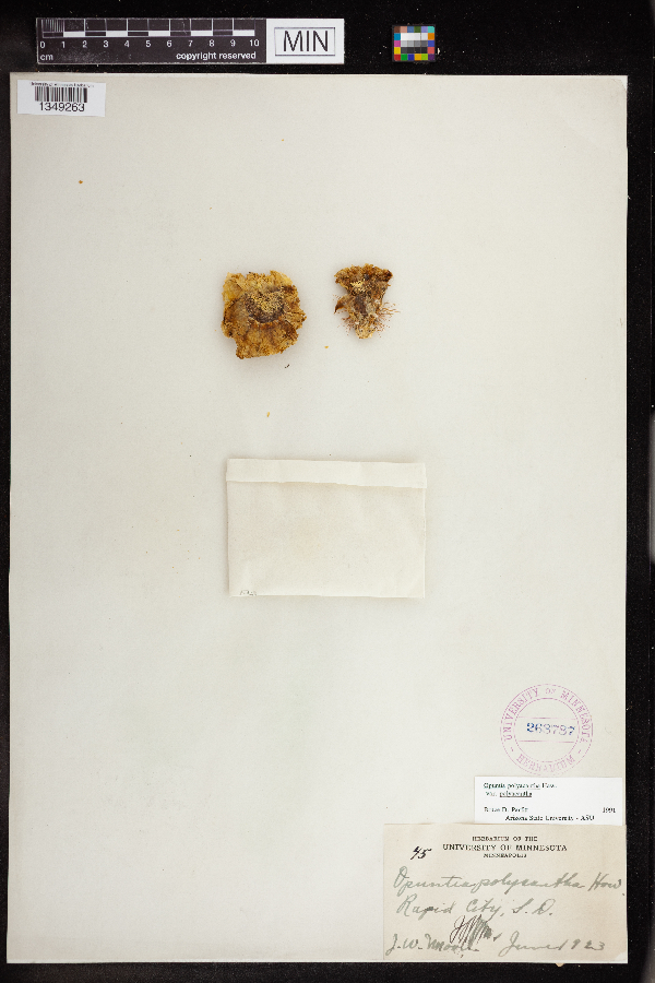 Opuntia polyacantha var. polyacantha image