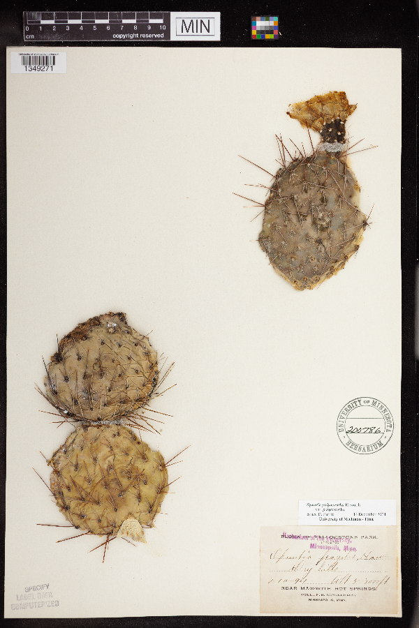 Opuntia polyacantha image