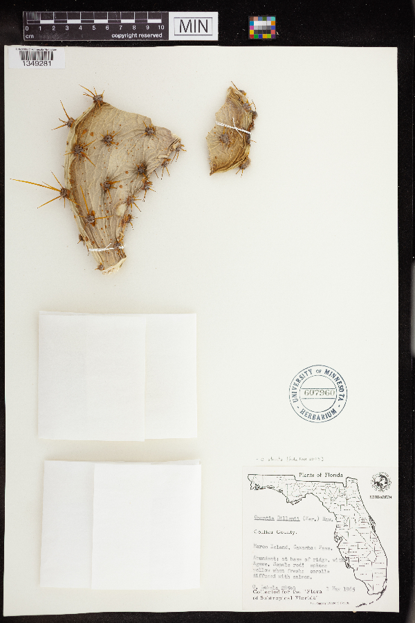 Opuntia stricta image