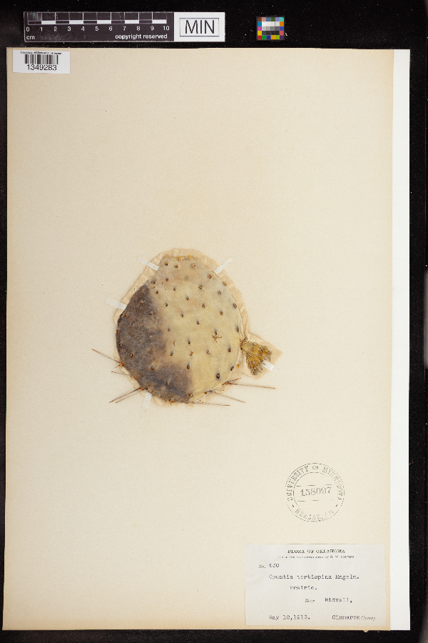 Opuntia tortispina image