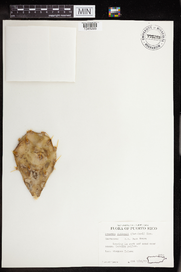 Opuntia dillenii image