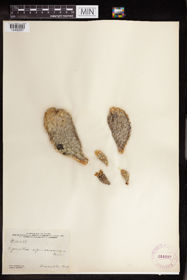 Opuntia spinosissima image