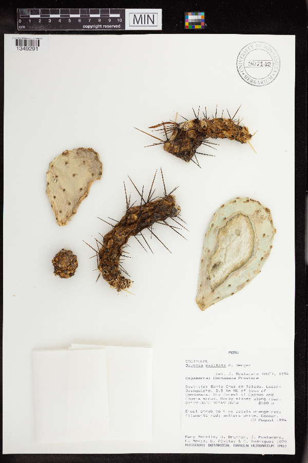 Opuntia exaltata image