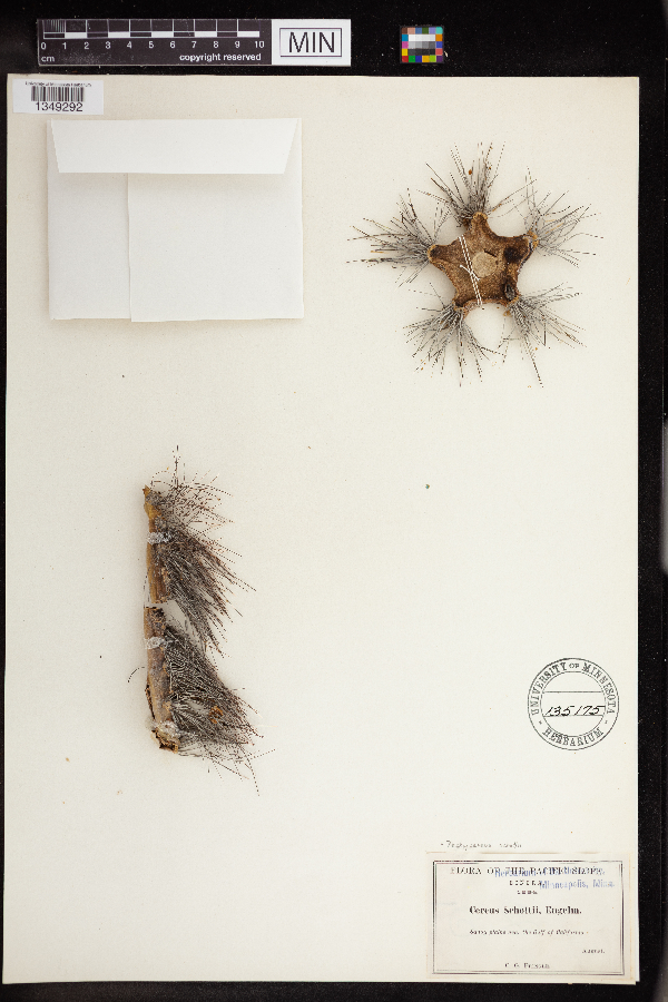 Pachycereus schottii image