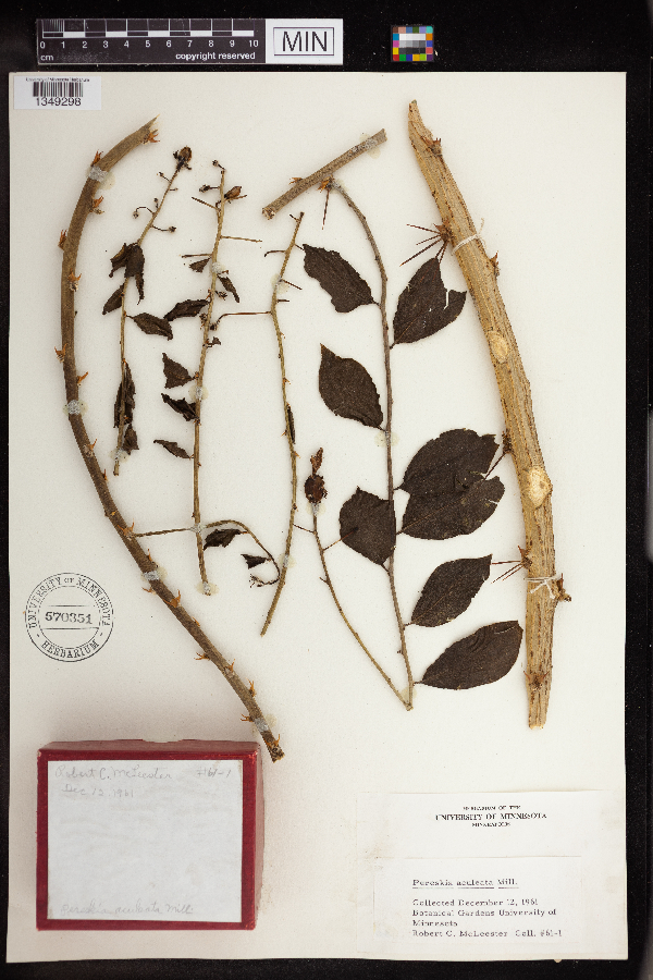 Pereskia aculeata image