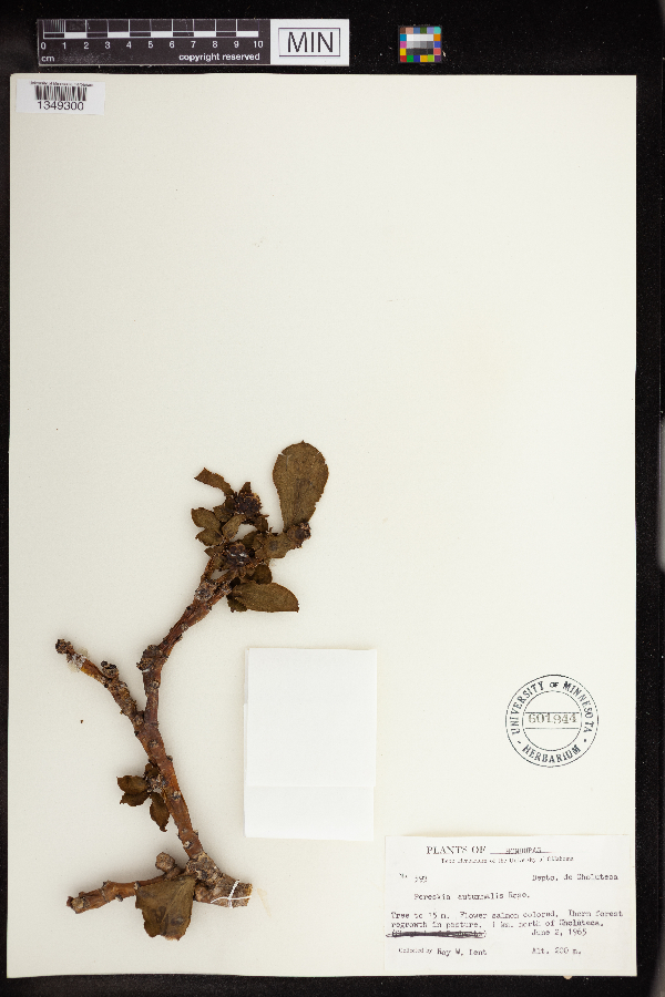 Pereskia autumnalis image