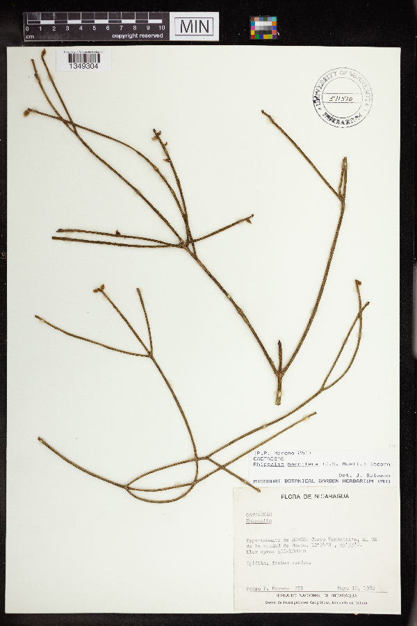 Rhipsalis baccifera image