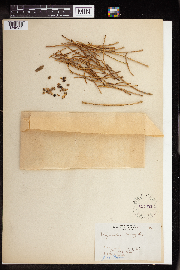 Rhipsalis cassutha image