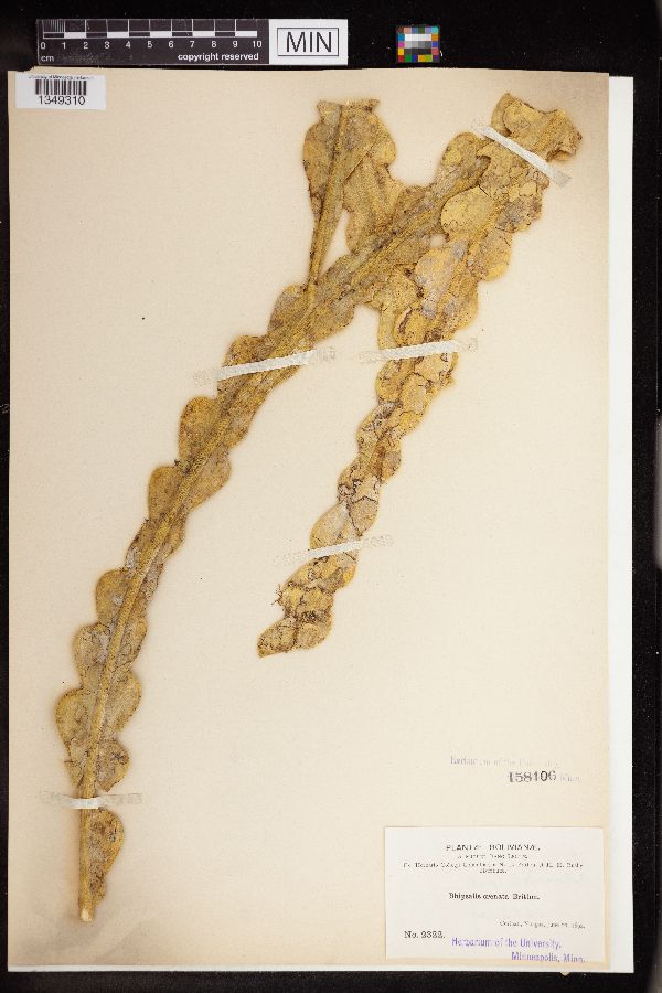 Rhipsalis crenata image