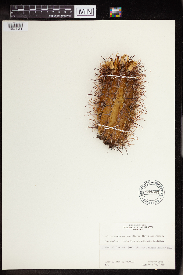 Sclerocactus parviflorus image