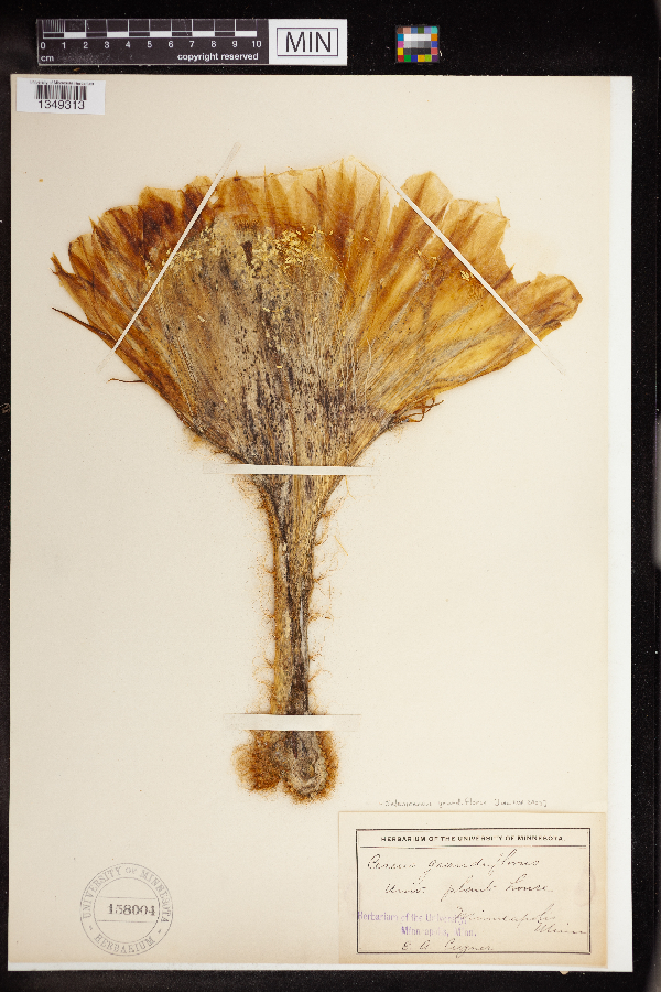 Selenicereus grandiflorus image