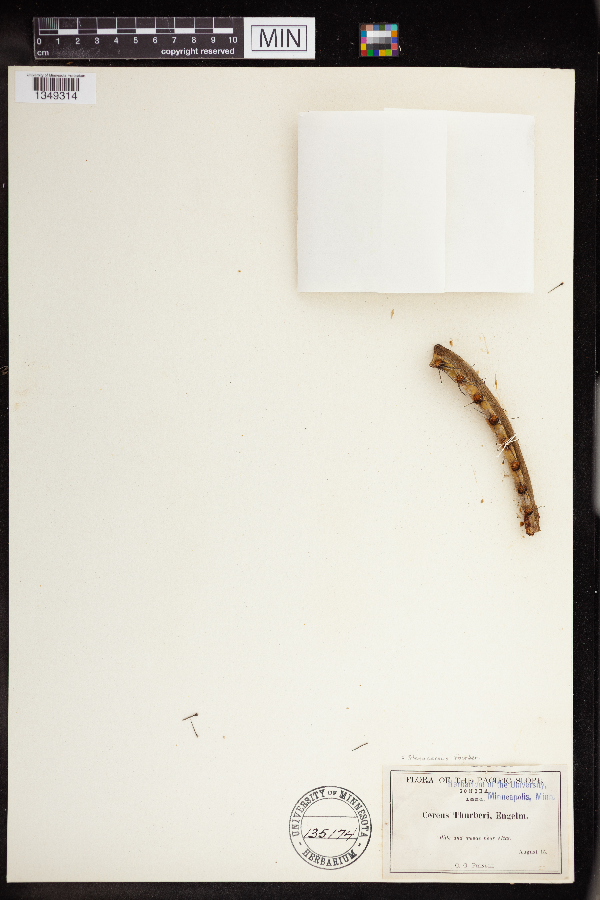 Stenocereus thurberi image