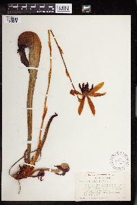 Darlingtonia californica image