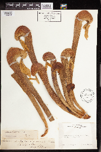 Darlingtonia californica image