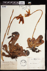 Darlingtonia californica image