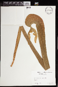 Darlingtonia californica image