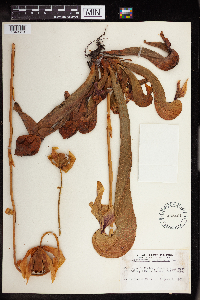 Darlingtonia californica image