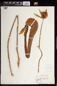 Darlingtonia californica image