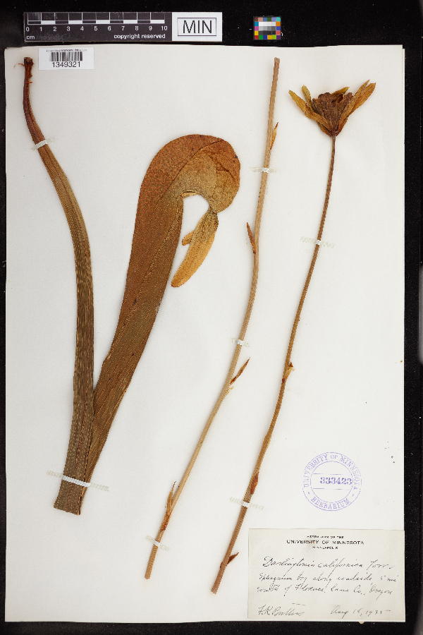 Darlingtonia californica image