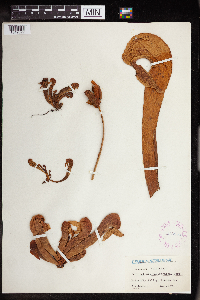 Darlingtonia californica image