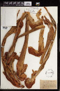 Darlingtonia californica image