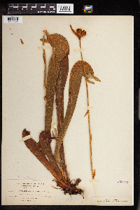 Darlingtonia californica image