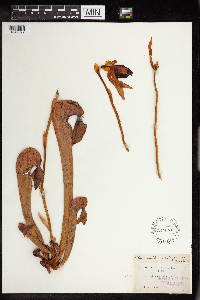 Darlingtonia californica image