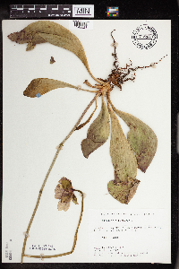 Sarracenia purpurea image