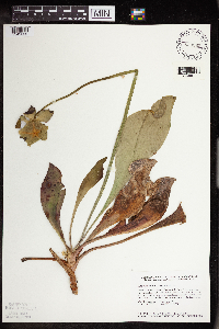 Image Associated With the Occurrence