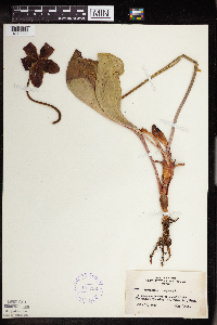 Sarracenia purpurea image