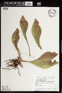 Sarracenia purpurea image