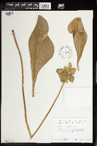 Sarracenia purpurea image