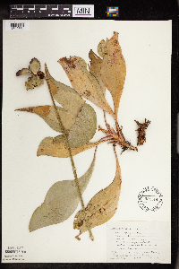 Sarracenia purpurea image