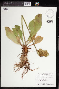 Sarracenia purpurea image