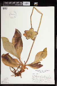 Sarracenia purpurea image