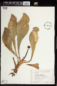Sarracenia purpurea image