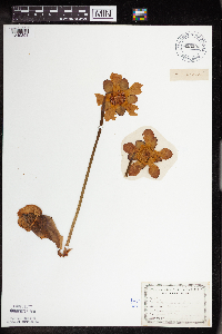 Sarracenia purpurea image