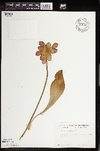 Sarracenia purpurea image