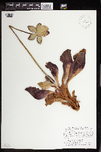 Sarracenia purpurea image