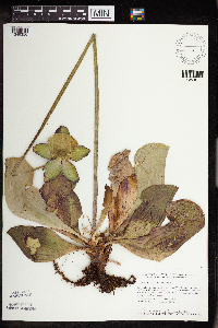 Sarracenia purpurea image