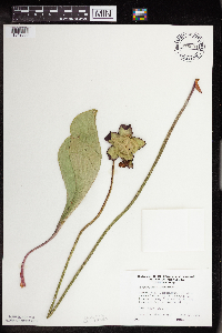 Sarracenia purpurea image