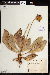 Sarracenia purpurea image